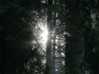 Spiraglio forestale! Spiraglio forestale!