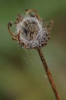 Araneidae Agalenatea Redii Araneidae Agalenatea Redii