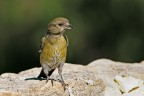 Crociere (Loxia curvirostra) Crociere (Loxia curvirostra)
