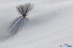 Solitario Solitario