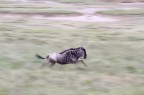 running wild-ebeast running wild-ebeast