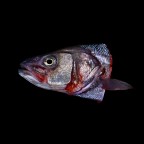 Fish died By Antonio Strafella