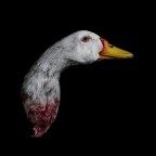 Duck By Antonio Strafella