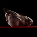 Horse 1 Horse 1