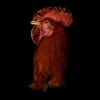 Rooster By Antonio Strafella