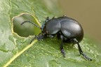 Timarcha Tenebricosa Timarcha Tenebricosa