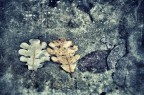 Siamo qui, come le foglie d'autunno Siamo qui, come le foglie d'autunno