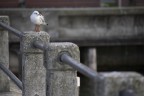 solitario solitario