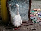Oca allo specchio 3 - vanity goose Oca allo specchio 3 - vanity goose