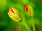 Macro Macro