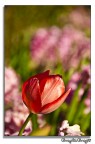 tulipano tulipano
