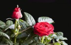 Rose a Primavera Rose a Primavera