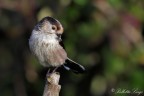 Cdibugnolo(Aegithalos caudatus) Cdibugnolo(Aegithalos caudatus)