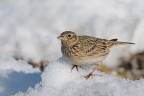 Allodola (Alauda arvensis)