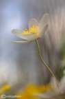 Anemone nemorosa Anemone nemorosa
