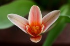 Fiore Fiore