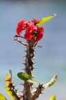 fiori fiori