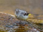 Ballerina gialla (Motacilla cinerea) Ballerina gialla (Motacilla cinerea)