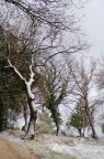 Velo di neve... Velo di neve...