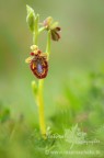 Continua la mia scorribanda settimanale alla ricerca delle orchidee selvatiche. Dalle mie parti siamo alla massima fioritura....alcune specie sono gi� sfiorite le ultime si preparano a fiorire. Tra le tante fotografate sabato scorso questa meravigliosa Ophrys speculum.
Canon 40D , Tamron 180mm , f3,5 , iso 100 , 1/4 di sec , -0,33 EV , treppiedi, scatto remoto, pannello riflettente.