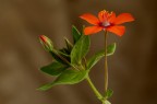Orange Five Petals Orange Five Petals