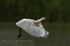 Spatola bianca (Platalea leucorodia) Spatola bianca (Platalea leucorodia)