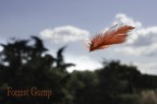 Forrest Gump