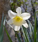 E' un fiore che nasce spontaneo in giardino