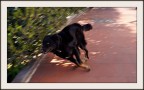 Si corre! Si corre!