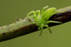 Micrommata Virescens