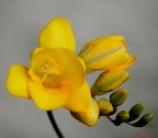 fiore fiore