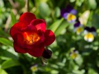 Spring Spring