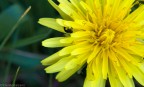Prima "macro" Prima "macro"