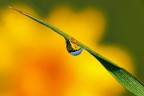 primavera primavera