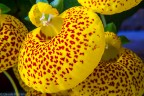 Giallo Giallo