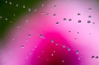 drops drops