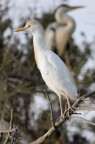 airone guardabuoi (Camargue) airone guardabuoi (Camargue)