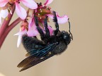 xylocopa violacea