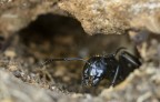 formica formica