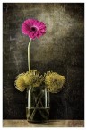 Il mio still life Il mio still life