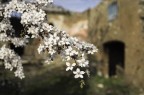 Fiorite rovine. Fiorite rovine.