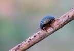 coccinella blue