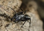 Formica Formica