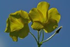 giallo-blu