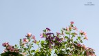 baciati dal sole