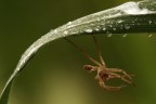 Esoscheletro di Pisaura Esoscheletro di Pisaura