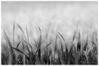 fili d'erba in BW