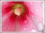 After the rain...