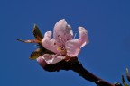 rosa-blu