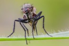 la mosca la mosca